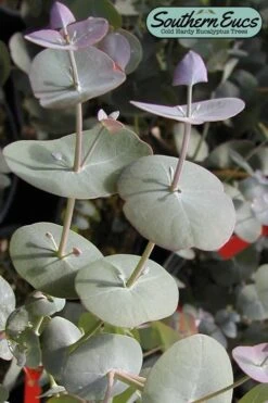 Luna Cold Hardy Eucalyptus Tree (Eucalyptus Perriniana) - 2 Gallon Pot