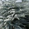 Bluey Cold Hardy Eucalyptus Tree (Eucalyptus Pulverulenta) - 1 Gallon Pot -Plant Sale Shop eucalyptus pulverulenta bluey 1 1