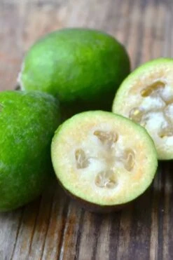 Bambina Dwarf Pineapple Guava (Feijoa Sellowiana ' Tharfiona') - 3 Gallon Pot -Plant Sale Shop feijoa sellowiana tharfiona bambina pineapple guava 5