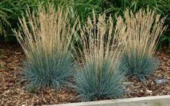 Beyond Blue Festuca (Fescue) - 3 Pack Of Quart Pots -Plant Sale Shop festuca20beyond20blue