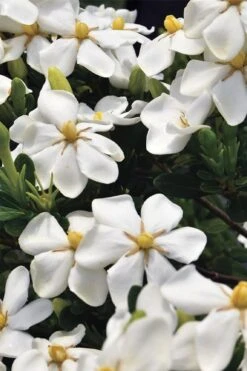 Snow Girl Hardy Dwarf Gardenia - 3 Gallon Pot -Plant Sale Shop gardenia jasminoides snow girl 1