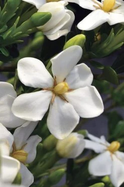 Snow Girl Hardy Dwarf Gardenia - 3 Gallon Pot -Plant Sale Shop gardenia jasminoides snow girl 2