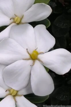 Plant Sale Shop 31 Snow Girl Hardy Dwarf Gardenia - 3 Gallon Pot