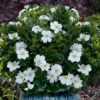 Snow Globe Gardenia - 1 Gallon Pot -Plant Sale Shop gardenia jasminoides snow globe 1