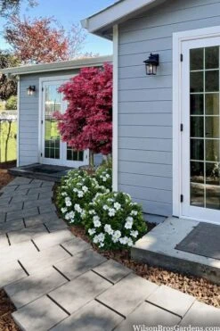 Snow Globe Gardenia - 1 Gallon Pot -Plant Sale Shop gardenia jasminoides snow globe 3