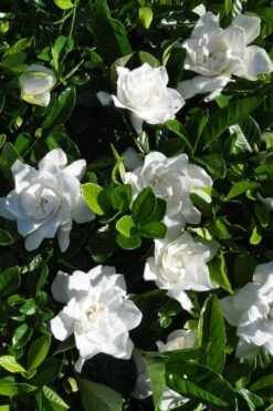 Snow Puff Hardy Gardenia - 1 Gallon Pot -Plant Sale Shop gardenia jasminoides snow puff 2 2