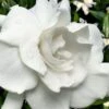 Snow Puff Hardy Gardenia - 1 Gallon Pot -Plant Sale Shop gardenia jasminoides snow puff 4 2