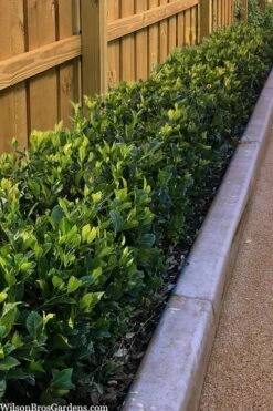 Summer Snow Gardenia - 3 Gallon Pot -Plant Sale Shop gardenia jasminoides summer snow 11