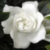 Summer Snow Gardenia - 3 Gallon Pot -Plant Sale Shop gardenia jasminoides summer snow 12