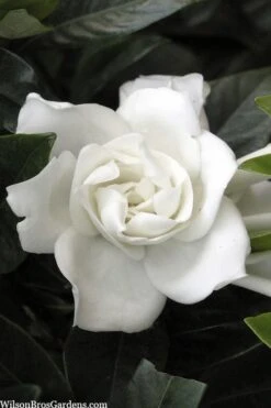 Plant Sale Shop 11 Summer Snow Gardenia - 3 Gallon Pot