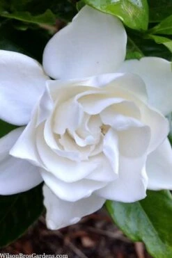 Summer Snow Gardenia - 3 Gallon Pot -Plant Sale Shop gardenia jasminoides summer snow 3
