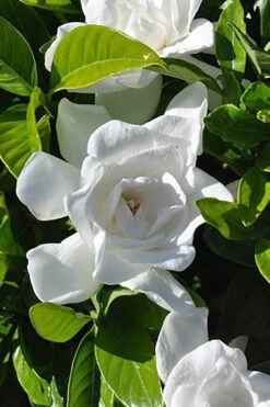 Summer Snow Gardenia - 3 Gallon Pot -Plant Sale Shop gardenia jasminoides summer snow 4