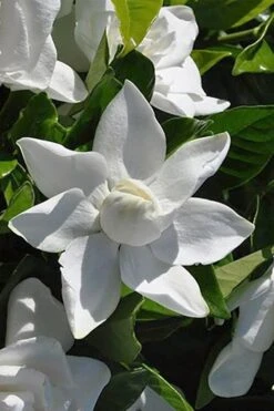 Summer Snow Gardenia - 3 Gallon Pot -Plant Sale Shop gardenia jasminoides summer snow 5