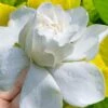 Gold Doubloon Gardenia - 6 Pack Of 1 Gallon Pots -Plant Sale Shop gardenia ogon no hana gold doubloon 10