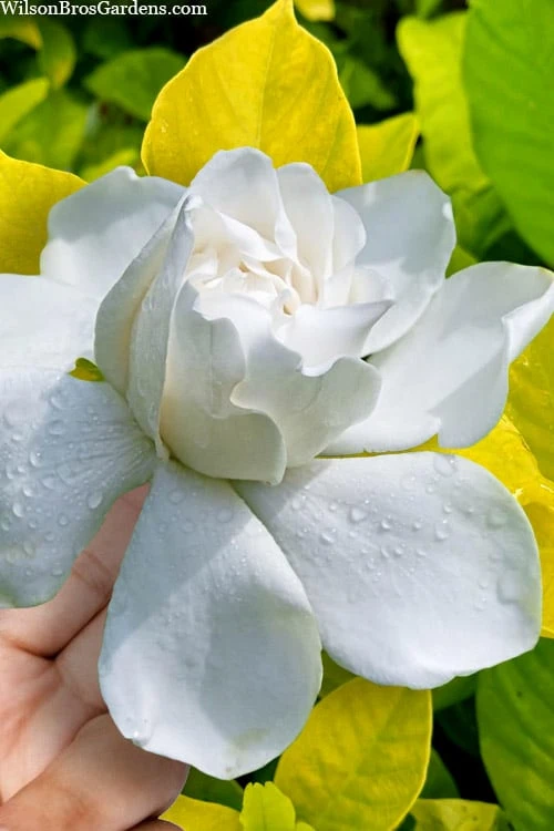 Gold Doubloon Gardenia - 6 Pack Of 1 Gallon Pots 3 Gold Doubloon Gardenia - 6 Pack Of 1 Gallon Pots