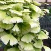 Snow Cloud Ginkgo Tree - 3 Gallon Pot 1 Snow Cloud Ginkgo Tree - 3 Gallon Pot -Plant Sale Shop ginkgo snow cloud 1