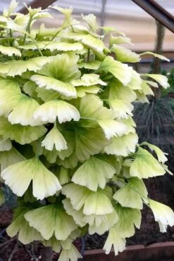 Snow Cloud Ginkgo Tree - 3 Gallon Pot