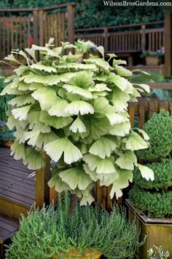Snow Cloud Ginkgo Tree - 3 Gallon Pot -Plant Sale Shop ginkgo snow cloud 2