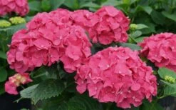 Let's Dance 'Big Band' Dwarf Hydrangea - 3 Gallon Pot -Plant Sale Shop hydrangea macrophylla lets dance big band 1