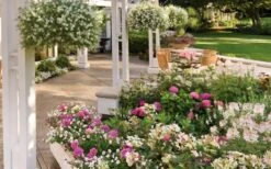 Let's Dance 'Big Band' Dwarf Hydrangea - 3 Gallon Pot -Plant Sale Shop hydrangea macrophylla lets dance big band 4