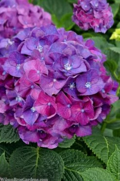 Let's Dance 'Big Band' Dwarf Hydrangea - 3 Gallon Pot -Plant Sale Shop hydrangea macrophylla lets dance big band 5