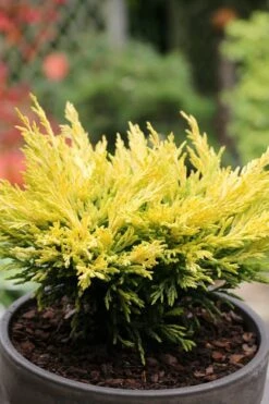 Limeglow Golden Andorra Compact Juniper - 3 Gallon Pot 12 Limeglow Golden Andorra Compact Juniper - 3 Gallon Pot -Plant Sale Shop juniper horizontalis lime glow 23