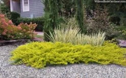 All Gold Golden Pacific Juniper - 2 Gallon Pot 12 All Gold Golden Pacific Juniper - 2 Gallon Pot -Plant Sale Shop juniperus conferta all gold pacific shore juniper 22 1