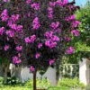 Black Diamond 'Purely Purple' Crape Myrtle Tree (Single Trunk) - 7 Gallon Pot -Plant Sale Shop lagerstroemia black diamond purely purple crape myrtle tree 2