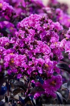 Black Diamond 'Purely Purple' Crape Myrtle Tree (Single Trunk) - 7 Gallon Pot 9 Black Diamond 'Purely Purple' Crape Myrtle Tree (Single Trunk) - 7 Gallon Pot -Plant Sale Shop lagestroemia indica purely purple black diamond crape myrtle 1