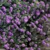 Trailing Lavender Lantana - 5 Pack Of Pint Pots -Plant Sale Shop lantana trailing lavender 105