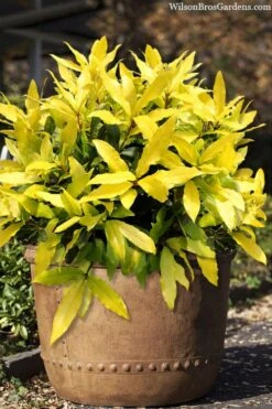 Plant Sale Shop 37 Sicilian Sunshine Sweet Bay Laurel (Laurus Nobilis) - 1 Gallon Pot