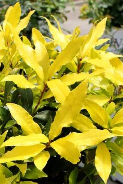 Sicilian Sunshine Sweet Bay Laurel (Laurus Nobilis) - 1 Gallon Pot -Plant Sale Shop laurus nobilis sicilian sunshine sweet bay laurel 2