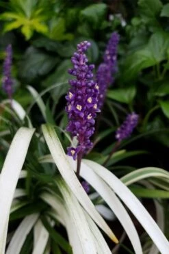 Okina Liriope (Frosted Monkey Grass) - 1 Gallon Pot -Plant Sale Shop liriope muscari okina lilyturf 4