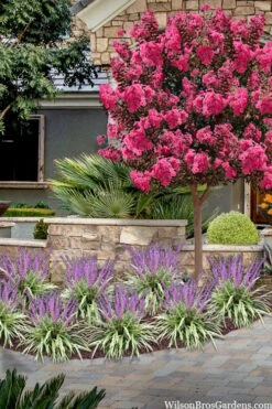 Variegated Liriope - Monkey Grass / Lilyturf - 6 Pack Of Pint Pots -Plant Sale Shop liriope muscari variegata variegated liriope lilyturf 2