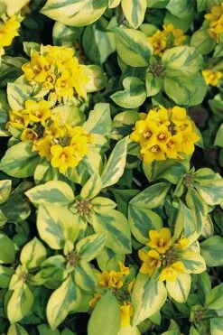 Waikiki Sunset Lysimachia - 5 Pack Of Quart Pots 13 Waikiki Sunset Lysimachia - 5 Pack Of Quart Pots -Plant Sale Shop lysimachia