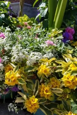 Waikiki Sunset Lysimachia - 5 Pack Of Quart Pots 12 Waikiki Sunset Lysimachia - 5 Pack Of Quart Pots -Plant Sale Shop lysimachia waikiki sunset 2