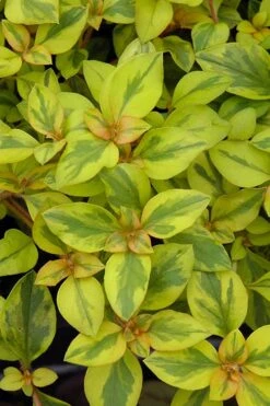 Waikiki Sunset Lysimachia - 5 Pack Of Quart Pots 15 Waikiki Sunset Lysimachia - 5 Pack Of Quart Pots -Plant Sale Shop lysimachia waikiki sunset 3