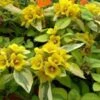 Waikiki Sunset Lysimachia - 5 Pack Of Quart Pots -Plant Sale Shop lysimachia waikiki sunset 4
