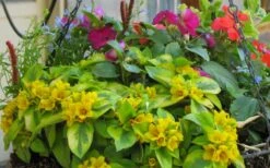 Waikiki Sunset Lysimachia - 5 Pack Of Quart Pots 14 Waikiki Sunset Lysimachia - 5 Pack Of Quart Pots -Plant Sale Shop lysimachia waikiki sunset 5