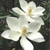 Alta Southern Magnolia - 7 Gallon Pot (3-4') 2 Alta Southern Magnolia - 7 Gallon Pot (3-4') -Plant Sale Shop magnolia alta 3