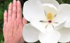 Edith Bogue Cold Hardy Evergreen Magnolia - 5 Gallon Pot -Plant Sale Shop magnolia edith bogue 3