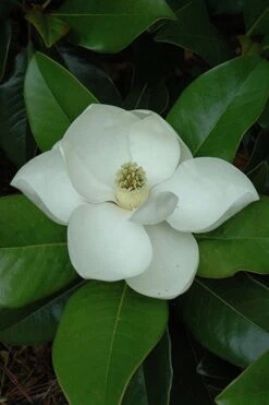 Edith Bogue Cold Hardy Evergreen Magnolia - 5 Gallon Pot -Plant Sale Shop magnolia edith bogue 5