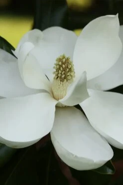 Edith Bogue Cold Hardy Evergreen Magnolia - 5 Gallon Pot -Plant Sale Shop magnolia edith bogue 6 1