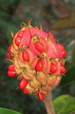 Victoria Cold Hardy Evergreen Magnolia - 7 Gallon Pot (3-4') -Plant Sale Shop magnolia edith bogue fruit 1 1