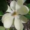 Green Shadow Sweetbay Magnolia Tree (Magnolia Virginiana) - 3 Gallon Pot (4-5') 2 Green Shadow Sweetbay Magnolia Tree (Magnolia Virginiana) - 3 Gallon Pot (4-5') -Plant Sale Shop magnolia green shadow sweetbay flower