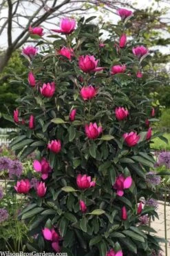 Pink Pyramid Magnolia (Tulip Tree) - 7 Gallon Pot -Plant Sale Shop magnolia pink pyramid tulip tree 120copy