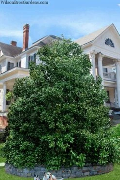 Victoria Cold Hardy Evergreen Magnolia - 7 Gallon Pot (3-4') -Plant Sale Shop magnolia victoria 12