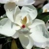 Victoria Cold Hardy Evergreen Magnolia - 7 Gallon Pot (3-4') -Plant Sale Shop magnolia victoria 7