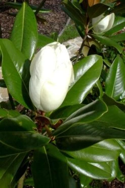 Victoria Cold Hardy Evergreen Magnolia - 7 Gallon Pot (3-4') -Plant Sale Shop magnolia victoria 8