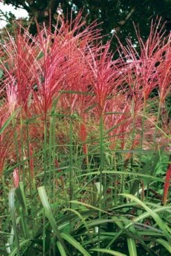 Flame Grass (Miscanthus 'Purpurascens') - 1 Gallon Pot -Plant Sale Shop miscanthus purpurascens flame grass 1